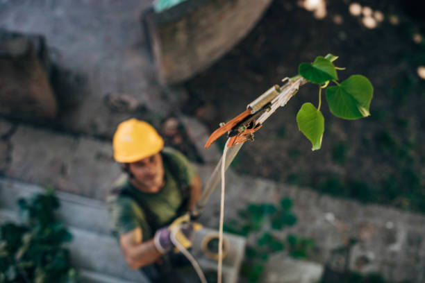 How Our Tree Care Process Works  in  La Conner, WA