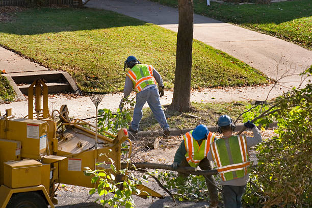 Trusted La Conner, WA Tree Services Experts